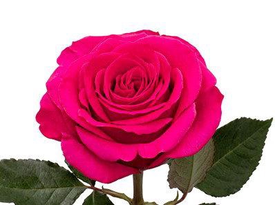 <h4>R GR QUEENBERRY</h4>