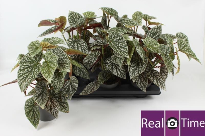 <h4>KAMERPL GEM OV</h4>