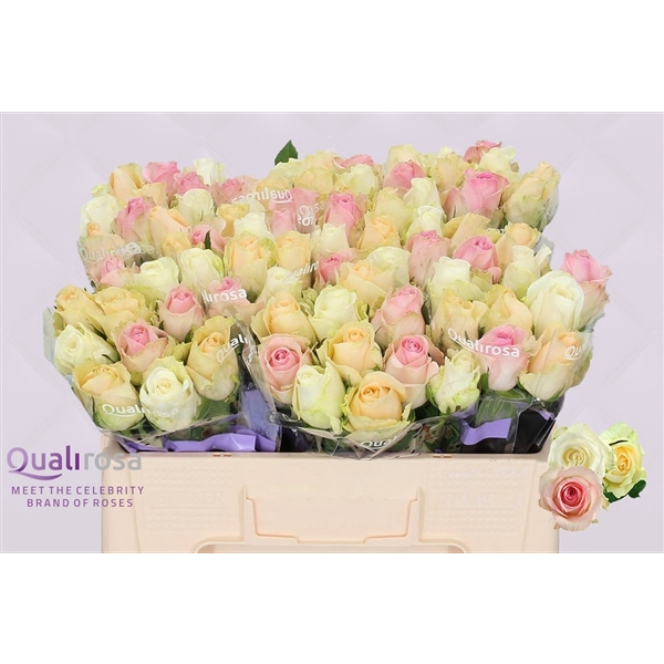 <h4>R Gr Mix Pastel</h4>
