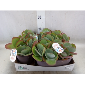 Kalanchoe NF thyrsiflora
