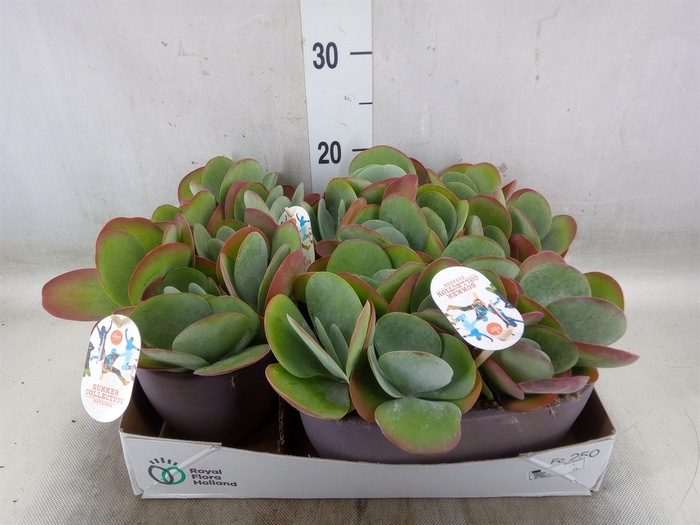 <h4>Kalanchoe NF thyrsiflora</h4>