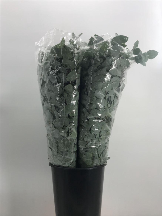 <h4>Euca Cinerea 400 Gram</h4>