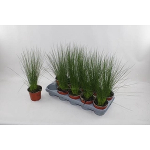 JUNCUS PENC GRASS