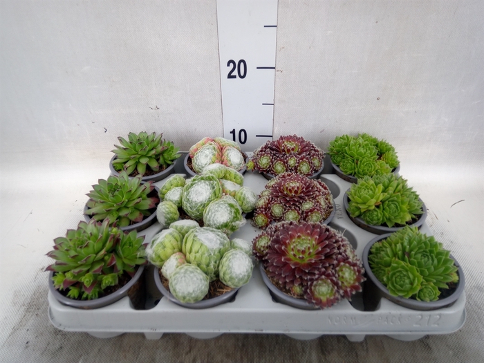 Sempervivum   ...mix