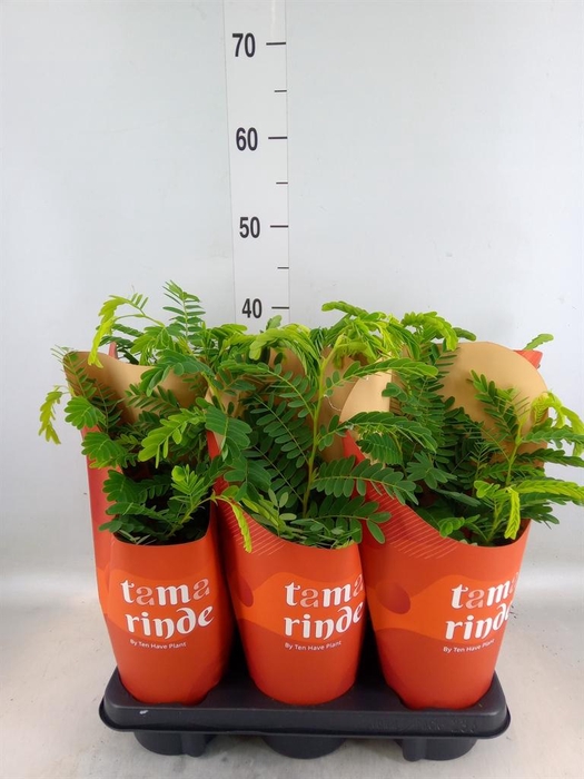 <h4>Tamarindus indica</h4>