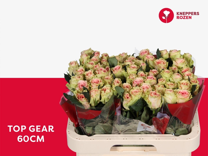 <h4>R GR TOP GEAR!</h4>