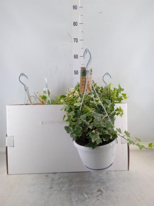 <h4>Hedera helix 'Eva'</h4>