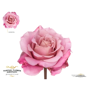 Rosa la garden scenta (scented)