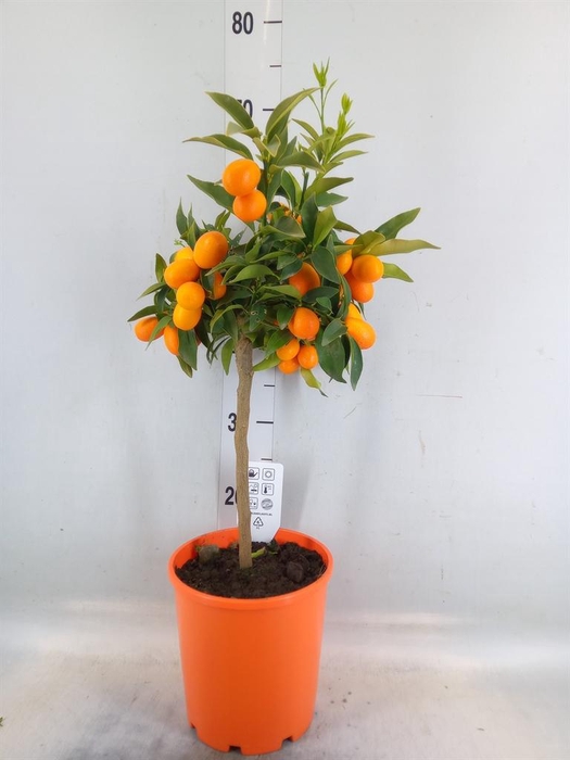 <h4>Citrus   ...</h4>