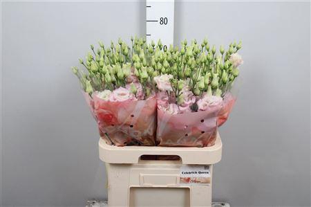 <h4>Eus G Celebrich Queen</h4>