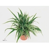 Chlorophytum laxum