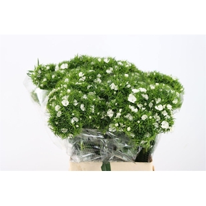 Di Barb Breanthus Hera Wite