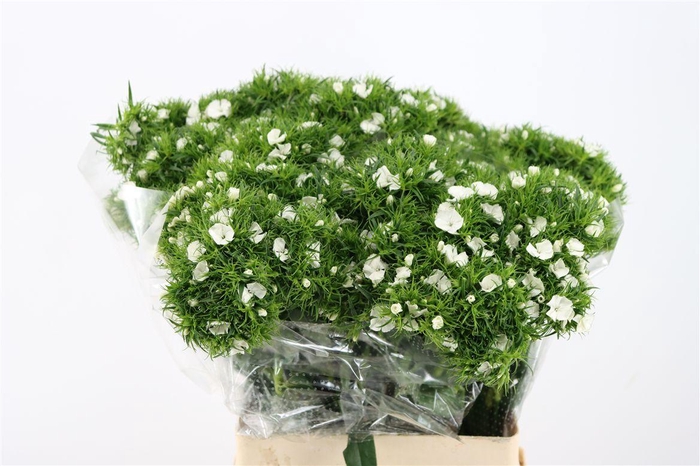 <h4>Di Barb Breanthus Hera Wite</h4>