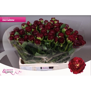 Paeonia Ole Faithful