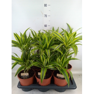 Dracaena fr de 'LemonLime'