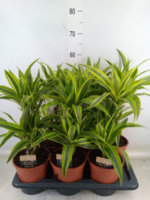 <h4>Dracaena fr de 'LemonLime'</h4>