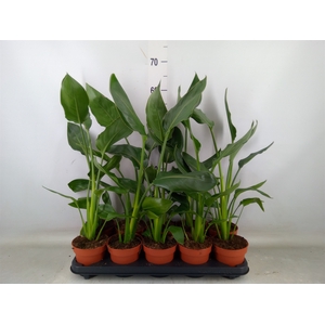 Strelitzia reg.   ...no flowers