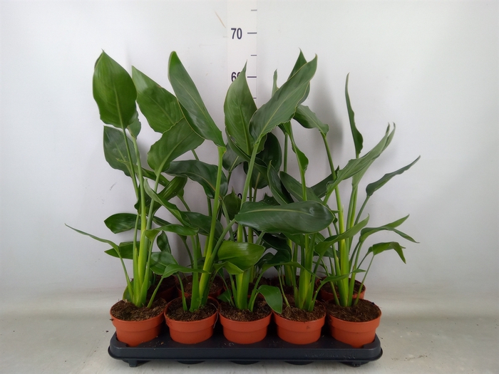 <h4>Strelitzia reg.   ...no flowers</h4>