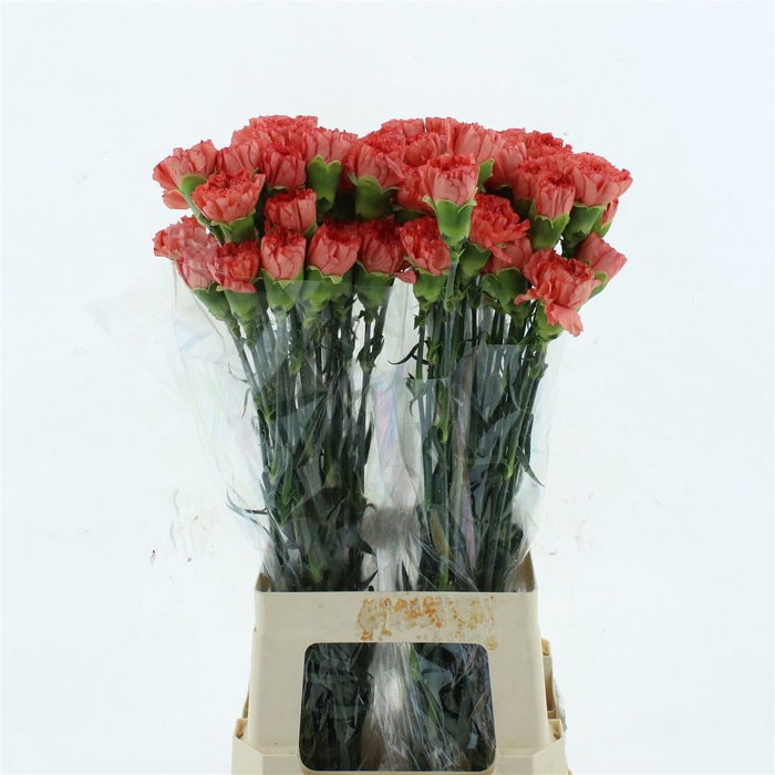 <h4>Di St Col Trueno Orange</h4>