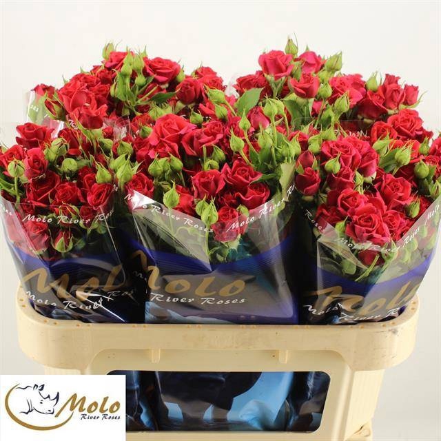 <h4>R Tr Mirabel Molo</h4>