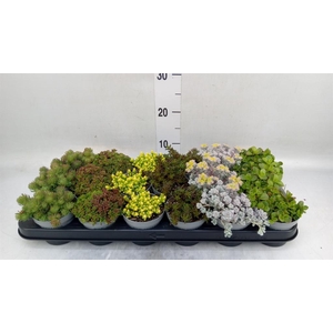 Sedum   ...