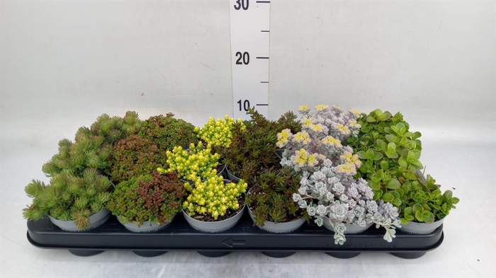 <h4>Sedum   ...</h4>