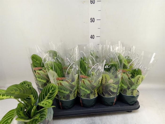 <h4>Maranta leuc. 'Lemon'</h4>