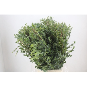 Euca Parvifolia 400gr P Bunch