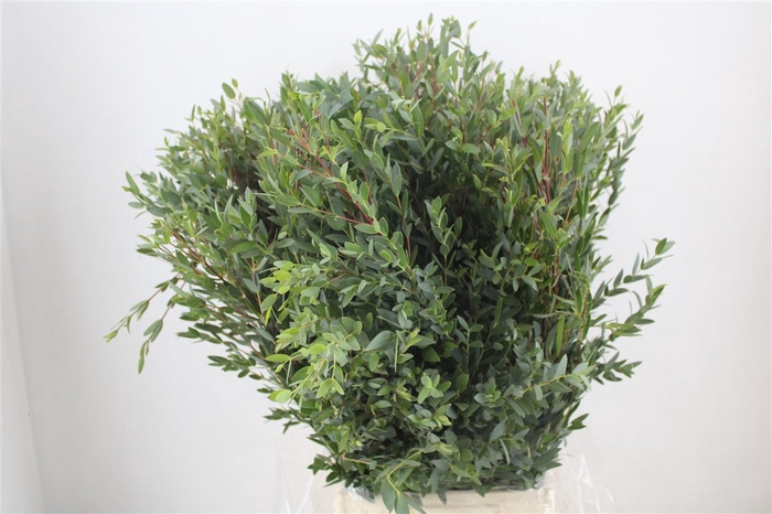 <h4>Euca Parvifolia 400gr P Bunch</h4>