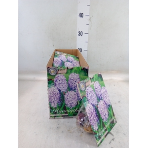 Hyacinthus   ...flowerbulbs