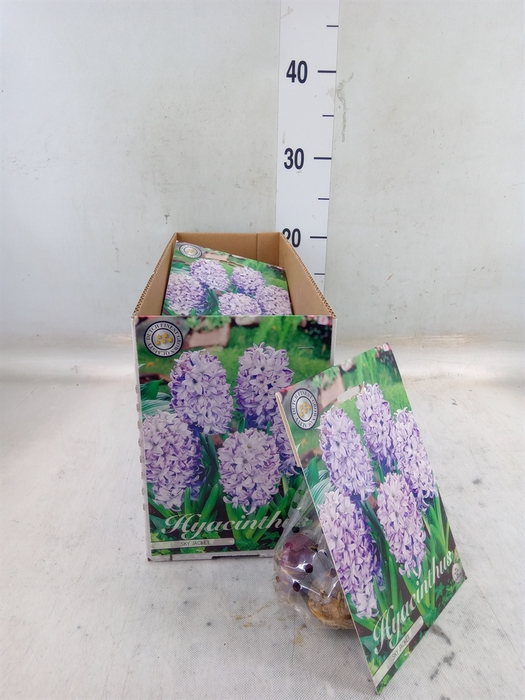 <h4>Hyacinthus   ...flowerbulbs</h4>