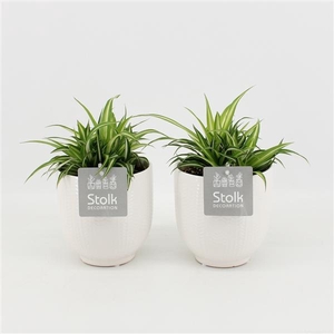 Chlorophytum comosum Variegatum in Liv keramiek