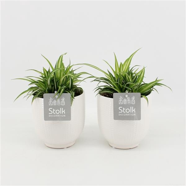 <h4>Chlorophytum comosum Variegatum in Liv keramiek</h4>