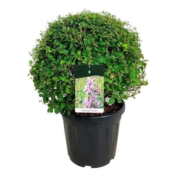 <h4>Syringa 'Sugar Plum Fairy'</h4>