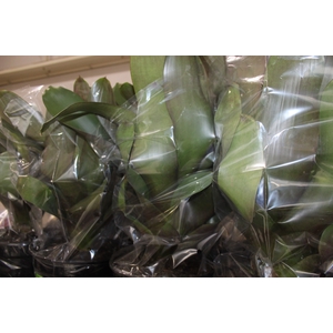 BROMELIA IMPERIAL P27 VERDE/VERMELHO