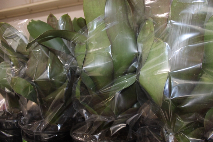 <h4>BROMELIA IMPERIAL P27 VERDE/VERMELHO</h4>