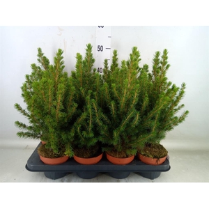 Picea glauca 'Conica'