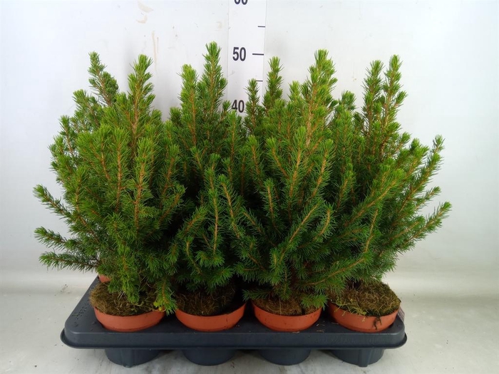 <h4>Picea glauca 'Conica'</h4>
