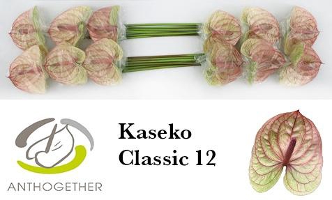 <h4>ANTH A KASEKO CL</h4>