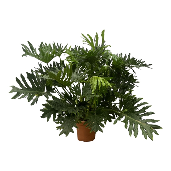 <h4>Philodendron Selloum - 150cm</h4>