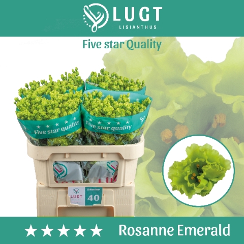 <h4>Lisianthus Rosanne Emerald Green</h4>
