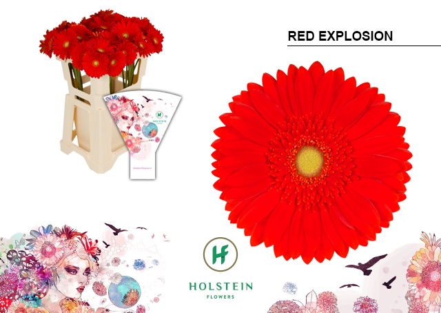 <h4>GE GR Red Explosion emmer hoes x40</h4>