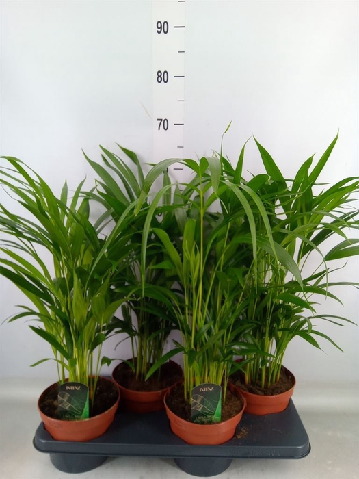 <h4>Dypsis lutescens   ...Chrysalidoca</h4>