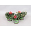 Petunia Queen of Hearts