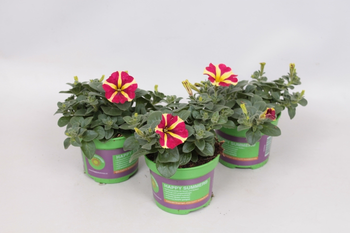 Petunia Queen of Hearts