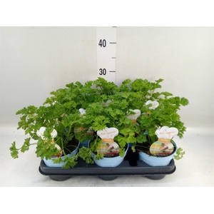 Petroselinum crispum