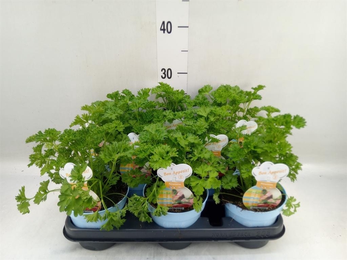 <h4>Petroselinum crispum</h4>