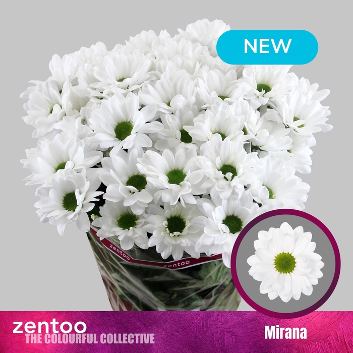 <h4>CHR T MIRANA</h4>