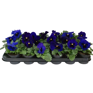 Viool F1 donker blauw p9