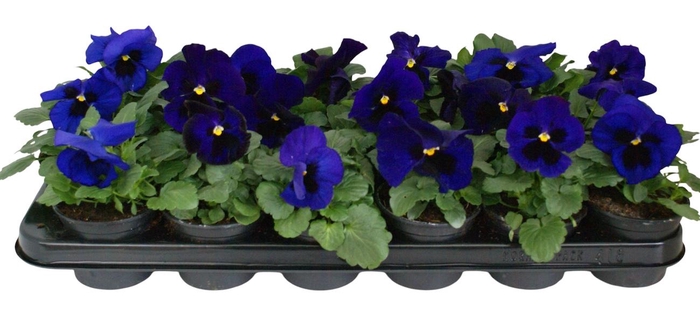 <h4>Viool F1 donker blauw p9</h4>